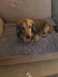 Lost Male Dog last seen Jupiter Ocean Racquet Club, Jupiter, FL 33477