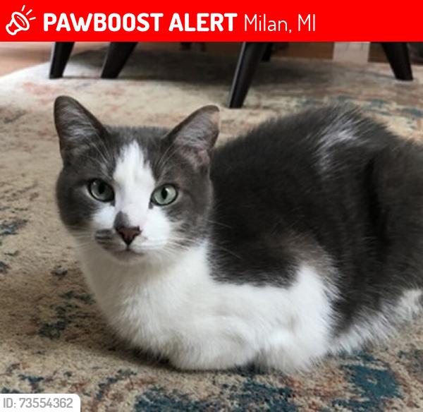 Lost Male Cat last seen W Phillips Ave , Church St, Milan, MI 48160