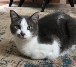 Lost Male Cat last seen W Phillips Ave , Church St, Milan, MI 48160