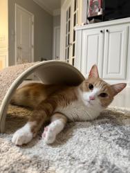 Lost Male Cat last seen lakestone landing, Woodstock, GA 30188