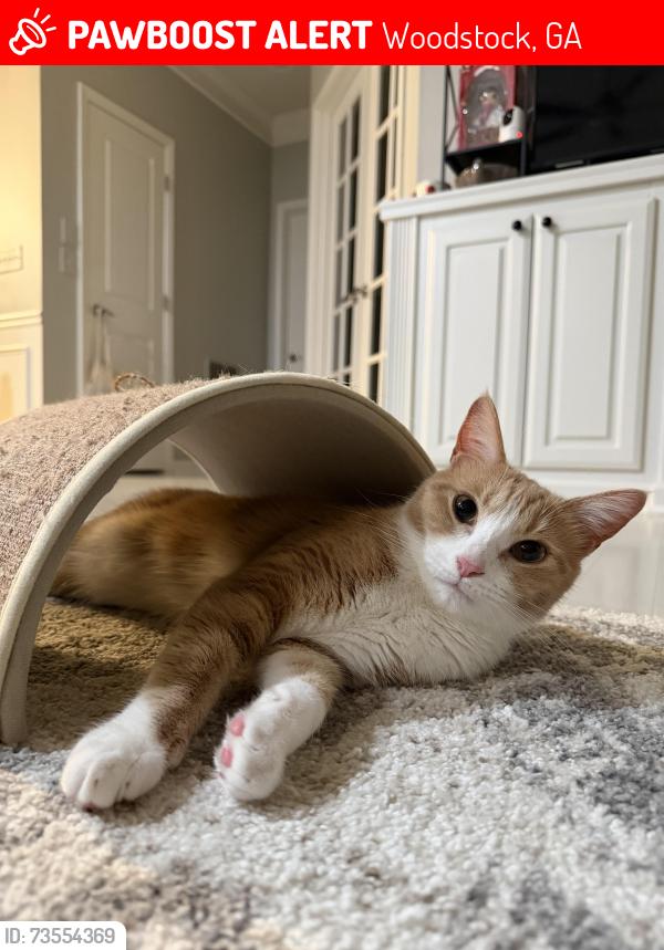 Lost Male Cat last seen lakestone landing, Woodstock, GA 30188