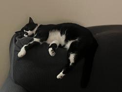 Reunited Male Cat last seen Near Center Ave, Martinez, CA 94553
