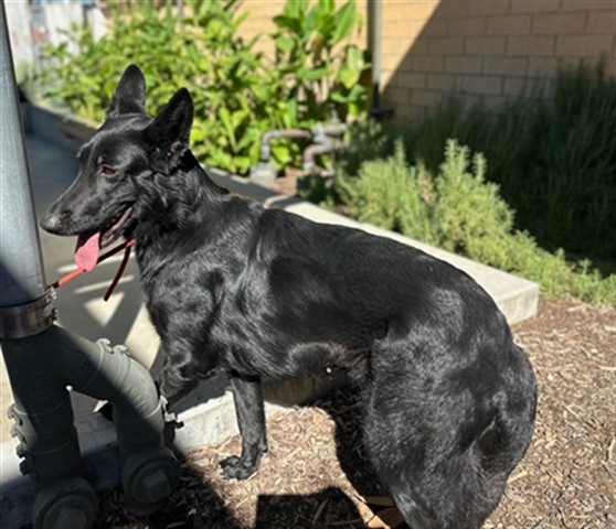 Shelter Stray Female Dog last seen , 3201 Lacy St, Los Angeles, CA 90031, USA