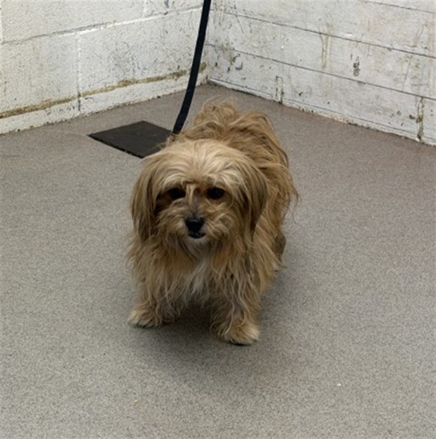 Shelter Stray Male Dog last seen ALISO DR/JUNIPER AVE, 333 Chandler Pl, San Bernardino, CA 92408, USA