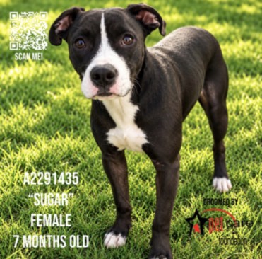 Shelter Stray Female Dog last seen , 3201 Lacy St, Los Angeles, CA 90031, USA