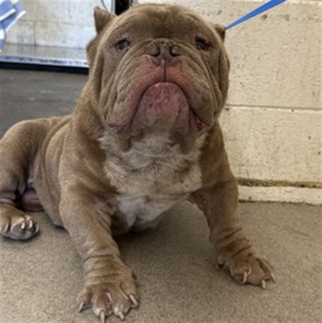 Shelter Stray Male Dog last seen I X GRANT, 333 Chandler Pl, San Bernardino, CA 92408, USA