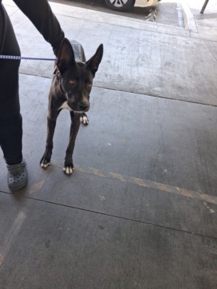 Shelter Stray Male Dog last seen , 3201 Lacy St, Los Angeles, CA 90031, USA