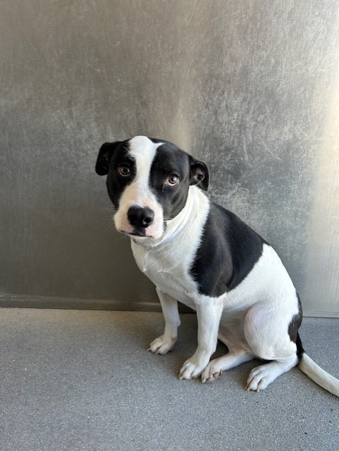 Shelter Stray Female Dog last seen , 5210 W Ave I, Lancaster, CA 93536, USA