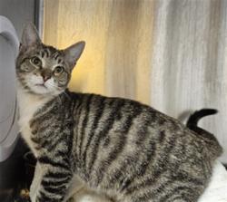 Shelter Stray Female Cat last seen , 3201 Lacy St, Los Angeles, CA 90031, USA