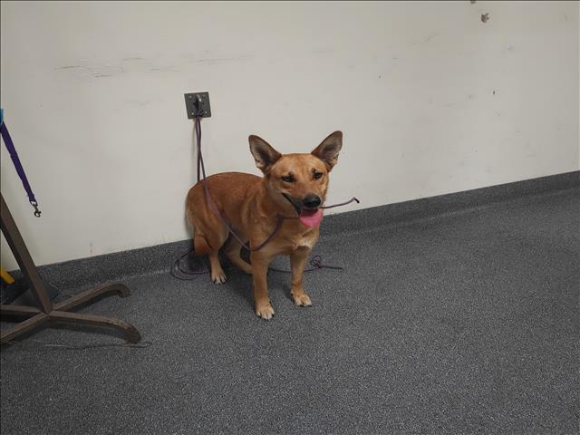 Shelter Stray Female Dog last seen , 3201 Lacy St, Los Angeles, CA 90031, USA
