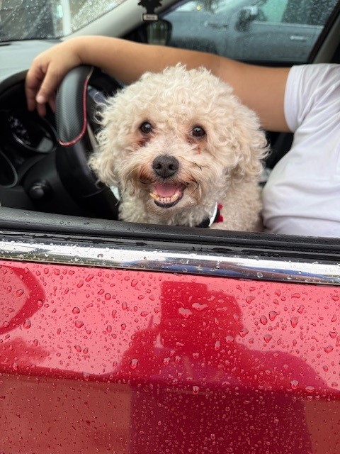Shelter Stray Male Dog last seen TAFT STREET AND N 68TH AV, HOLLYWOOD, FL 33024, 2400 SW 42nd St, Fort Lauderdale, FL 33312, USA