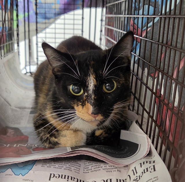 Shelter Stray Female Cat last seen Near BLOCK SW 27 TER, FORT LAUDERDALE FL 33312, 2400 SW 42nd St, Fort Lauderdale, FL 33312, USA