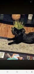 Lost Female Cat last seen Main st e and Graham ave, hamilton, Hamilton, ON L8K 1A9