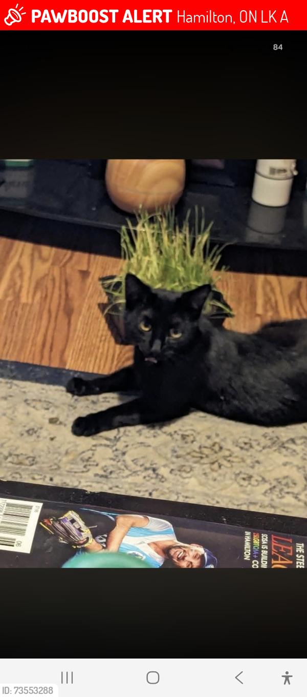 Lost Female Cat last seen Main st e and Graham ave, hamilton, Hamilton, ON L8K 1A9