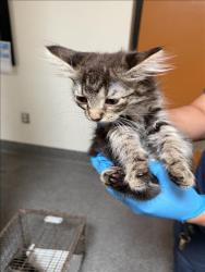 Shelter Stray Male Cat last seen , 3201 Lacy St, Los Angeles, CA 90031, USA