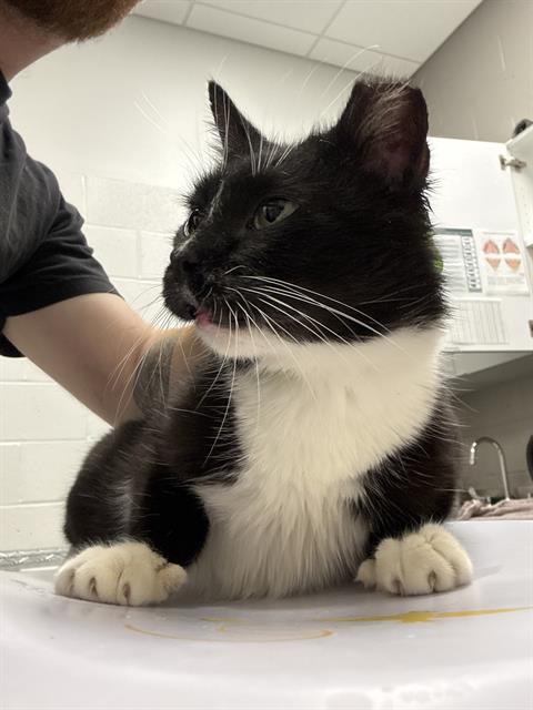 Shelter Stray Female Cat last seen Near, 5001 E Raymond St, Indianapolis, IN 46203, USA
