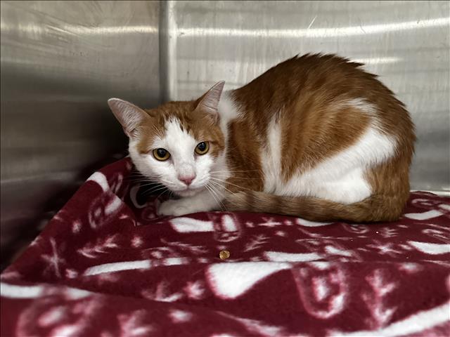 Shelter Stray Female Cat last seen , 3201 Lacy St, Los Angeles, CA 90031, USA