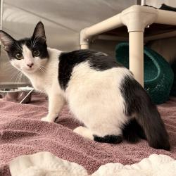 Shelter Stray Unknown Cat last seen YALE/BOOTH, 92604, 6443 Oak Canyon, Irvine, CA 92618, USA