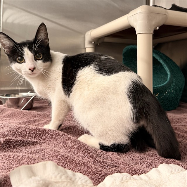 Shelter Stray Unknown Cat last seen YALE/BOOTH, 92604, 6443 Oak Canyon, Irvine, CA 92618, USA