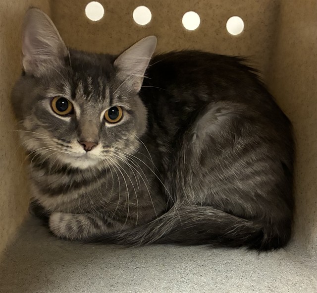 Shelter Stray Female Cat last seen , 38550 Sierra Hwy, Palmdale, CA 93550, USA