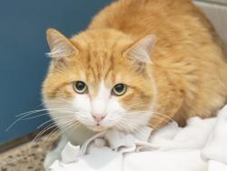 Shelter Stray Male Cat last seen 59TH AVE, 5501 E Van Buren St, Phoenix, AZ 85008, USA