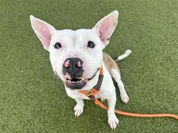 Shelter Stray Female Dog last seen W BROADWAY AND S APACHE RD, 5501 E Van Buren St, Phoenix, AZ 85008, USA