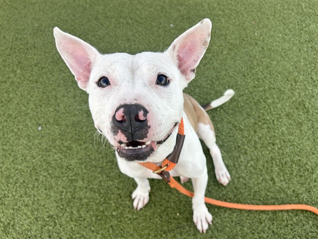 Shelter Stray Female Dog last seen W BROADWAY AND S APACHE RD, 5501 E Van Buren St, Phoenix, AZ 85008, USA