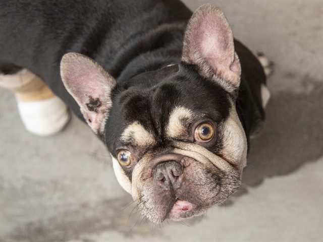 Shelter Stray Male Dog last seen MAIN ST - SOSSAMAN AND 202, 5501 E Van Buren St, Phoenix, AZ 85008, USA
