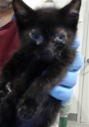Shelter Stray Male Cat last seen ALEMANY FLEA MARKET, 1419 Bryant St, San Francisco, CA 94103, USA