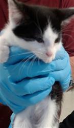 Shelter Stray Female Cat last seen ALEMANY FLEA MARKET, 1419 Bryant St, San Francisco, CA 94103, USA