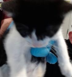 Shelter Stray Female Cat last seen ALEMANY FLEA MARKET, 1419 Bryant St, San Francisco, CA 94103, USA