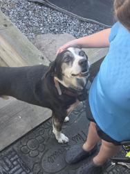 Reunited Male Dog last seen Mount Vernon, Pine Oaks Dr,  30755