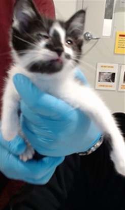 Shelter Stray Male Cat last seen ALEMANY FLEA MARKET, 1419 Bryant St, San Francisco, CA 94103, USA