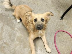 Shelter Stray Female Dog last seen 87TH AVE AND INDIAN SCHOOL RD, 2500 S 27th Ave, Phoenix, AZ 85009, USA