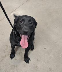 Shelter Stray Male Dog last seen Near BLOCK E LOMA LINDA WAY, 2500 S 27th Ave, Phoenix, AZ 85009, USA