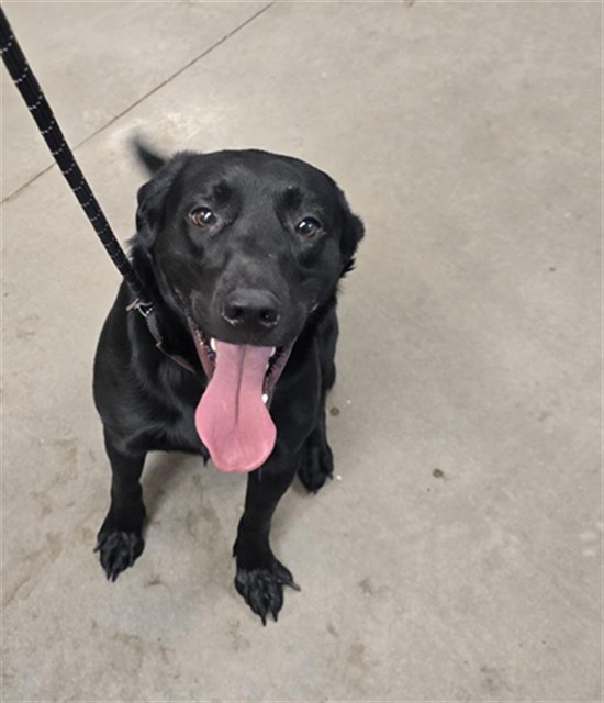 Shelter Stray Male Dog last seen Near BLOCK E LOMA LINDA WAY, 2500 S 27th Ave, Phoenix, AZ 85009, USA