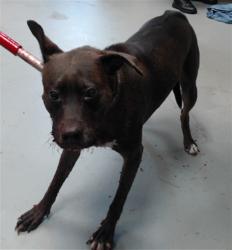 Shelter Stray Female Dog last seen Near BLOCK KENMURE PLACE, 4704 Corporation Dr, Fayetteville, NC 28306, USA