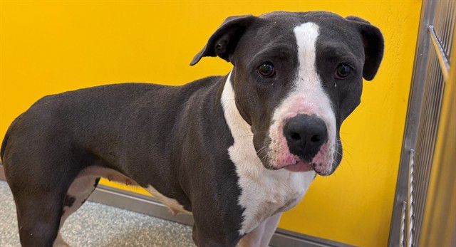 Shelter Stray Female Dog last seen , 4000 N Silverbell Rd, Tucson, AZ 85745, USA