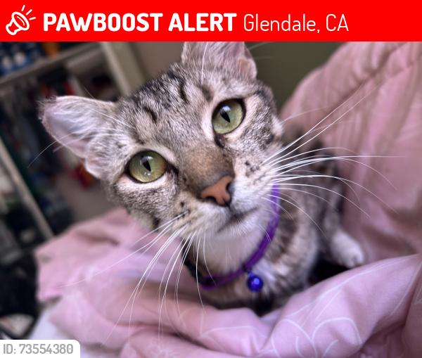 Lost Female Cat last seen Justin Ave and W Glenoaks Blvd, Glendale, CA 91201