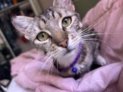 Lost Female Cat last seen Justin Ave and W Glenoaks Blvd, Glendale, CA 91201