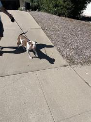 Shelter Stray Female Dog last seen , 4000 N Silverbell Rd, Tucson, AZ 85745, USA