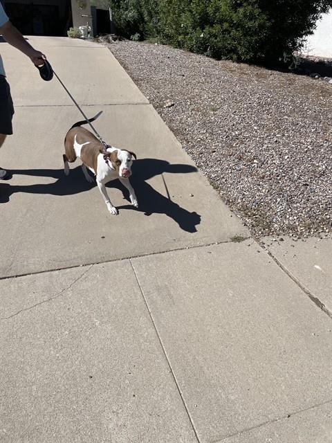 Shelter Stray Female Dog last seen , 4000 N Silverbell Rd, Tucson, AZ 85745, USA