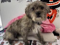 Shelter Stray Male Dog last seen , 957 N Gaffey St, San Pedro, CA 90731, USA