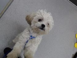 Shelter Stray Female Dog last seen Near BLOCK N WASHINGTON ST, DENVER CO 80205, 1241 W Bayaud Ave, Denver, CO 80223, USA