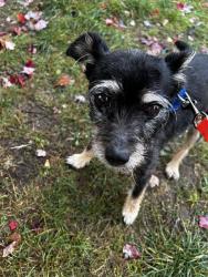 Shelter Stray Female Dog last seen Near BLOCK SE 142ND PL, RENTON WA 98059, 21615 64th Ave S, Kent, WA 98032, USA