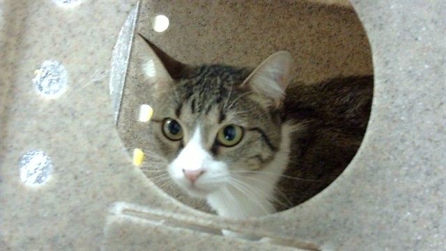 Shelter Stray Female Cat last seen Near BLOCK E ALAMEDA AVE, DENVER CO 80224, 1241 W Bayaud Ave, Denver, CO 80223, USA