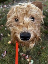 Shelter Stray Female Dog last seen Near BLOCK PACIFIC HWY S, KENT WA 98032, 21615 64th Ave S, Kent, WA 98032, USA
