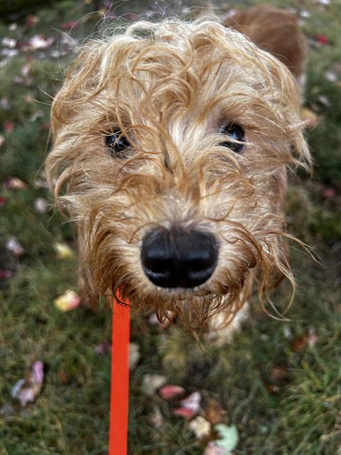 Shelter Stray Female Dog last seen Near BLOCK PACIFIC HWY S, KENT WA 98032, 21615 64th Ave S, Kent, WA 98032, USA
