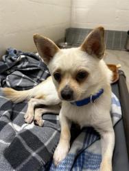Shelter Stray Male Dog last seen Near BLOCK 160TH AVE SE, BELLEVUE WA 98008, 21615 64th Ave S, Kent, WA 98032, USA