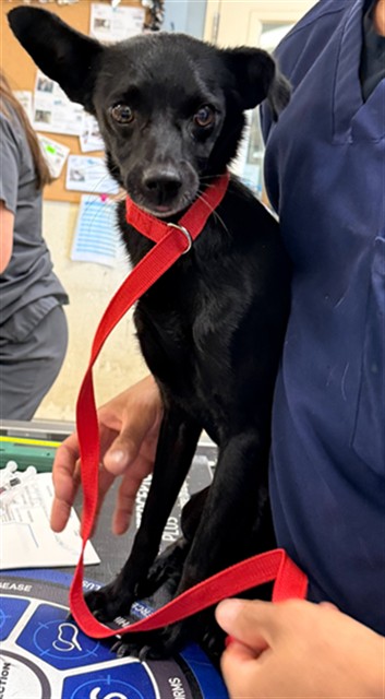Shelter Stray Male Dog last seen Near BLOCK HONEYBERRY LN, RIVERSIDE, CA, 6851 Van Buren Boulevard, Jurupa Valley, CA 92509, USA